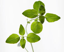 Load image into Gallery viewer, Oregano Essential Oil