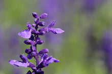 Load image into Gallery viewer, Clary Sage Essential Oil
